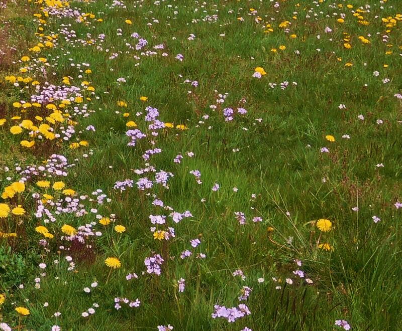 Blumenwiese