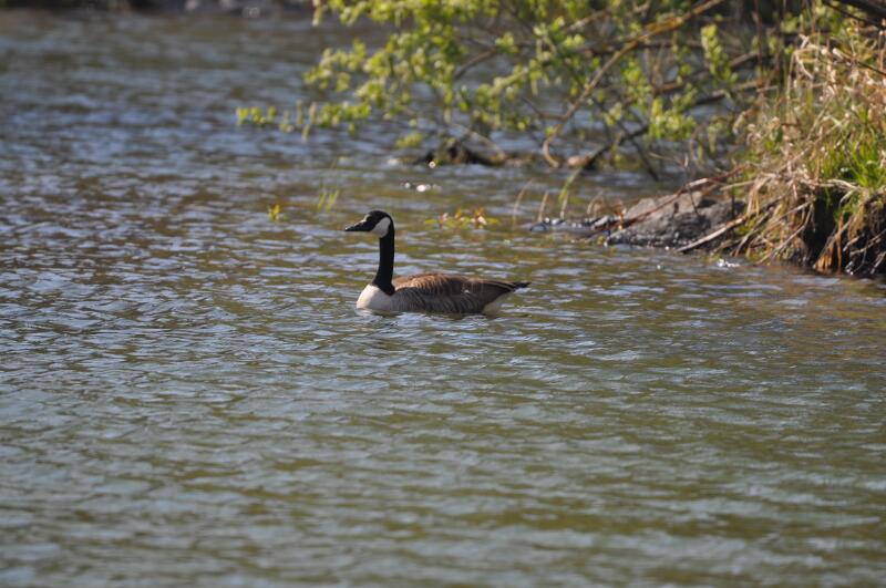 Kanadagans auf dem Bömighäuser See