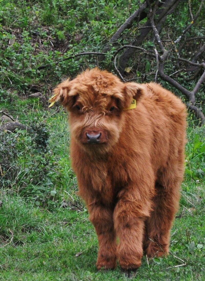 Nie mehr Kalbfleisch!