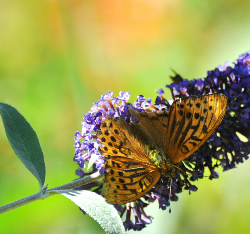 Kaisermantel am Sommerflieder