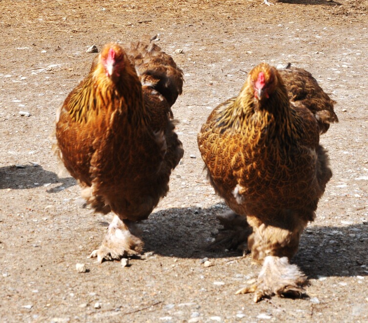 Hühner im Gleichschritt