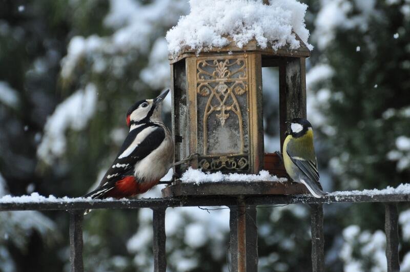 Willste was auf den Schnabel?.