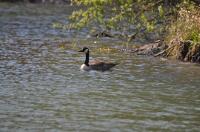 Kanadagans auf dem Bömighäuser See