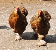 Hühner im Gleichschritt